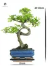 Drzewko Bonsai z Ceramiczną Doniczką -  Wiąz Chiński - Ok. Podgląd zdjęcia produktu 5