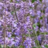 Bloomique - 3er Set - Nepeta Faassenii - Katzenminze - Produktbild-Vorschau 4