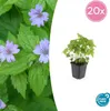 Plante couvre-sol - Géranium - Geranium nodosum - Pot de 9 Voir les images du produit 1