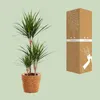 Dracaena Marginata, pianta da appartamento, Ø21cm, altezza Anteprima dell’immagine prodotto 3