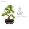Drzewko Bonsai z Ceramiczną Doniczką - Wiąz Chiński - Ok. Podgląd zdjęcia produktu 3