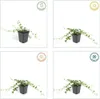 Plants by Frank | 60 Plantes de pervenche blanche | Vinca Voir les images du produit 6