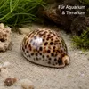 Tigerkauri, 5–7 cm – Ansicht 6 Produktbild-Vorschau