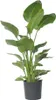 Strelicja - Strelitzia nicolai - Wysokość 150-170cm - ⌀28cm Podgląd zdjęcia produktu 6
