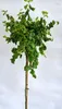 Korkenzieherhasel Corylus avellana " Twister" Hochstamm 125 Produktbild-Vorschau 2