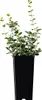Wintercreeper Silver Queen 2L Anteprima dell’immagine prodotto 2