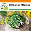 SAFLAX Garden in the bag - BIO - púpava - Taraxacum Náhľad obrázku produktu 10
