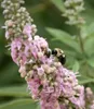 BALDUR Garten 1x Mönchspfeffer 'Galactic Pink®', Pflanze im Produktbild-Vorschau 2