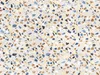 Sanders & Sanders Fototapete Terrazzo-Motiv Blau, Beige und Produktbild-Vorschau 1