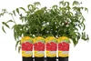 Malinotruskawka (Malina ponętna) 1L Podgląd zdjęcia produktu 8
