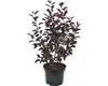 Zwerg-Blutpflaume FloraSelf Prunus cistena H 60-80 cm Co 6 Produktbild-Vorschau 2