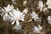 Magnolia stellata 'Royal Star', Sternmagnolie, weiß, 80–100 Produktbild-Vorschau 9