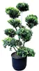 Japanischer Ilex Gartenbonsai 130-140 cm – immergrüner Produktbild-Vorschau 1