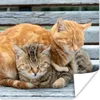 MuchoWow® Poster Katze - Schlaf - Sofa 30x30 cm - Produktbild-Vorschau 1