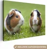 MuchoWow® - Leinwandbilder - Zwei Meerschweinchen, Produktbild-Vorschau 1