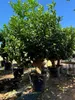 Several potted citrus trees are lined up outdoors, likely in a nursery or garden center. Produktbild-Vorschau