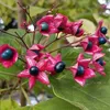 Losbaum - Clerodendrum trichotomum  | 40-50 cm in Container Produktbild-Vorschau 1