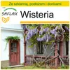 SAFLAX - Zestaw do uprawy - Wisteria - 4 Nasiona - Z mini Podgląd zdjęcia produktu 10