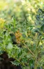 Ilex meserveae 'Heckenfee', ostrokrzew, zimozielony, 40-50 Podgląd zdjęcia produktu 6