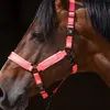 Excellent Horse Superior Halfter rosa, Größe: XS Produktbild-Vorschau 2