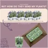 Planten van Frank | 72 Blauwe Geurlavendel planten | Productafbeelding-voorbeeld 6