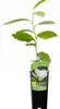 Magnolia Alba Superba 2L Podgląd zdjęcia produktu 2