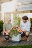 Artikelbild 7 von 'TOM TOMATO Tomatentopf hellgrau' aus der Kategorie Chilitöpfe Produktbild-Vorschau