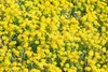 Alyssum montanum 'Berggold', Steinkraut, goldgelb, ca. 9x9 Produktbild-Vorschau 9