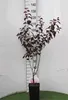 Prunus cer. 'Nigra' - Blutpflaume 60- 80 cm - Container Produktbild-Vorschau 1