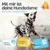 HUND IST KÖNIG Windeln für Hündinnen [3 Stk], M (Taille Produktbild-Vorschau 2
