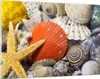 Bilder auf glas - Seashell Meer Strand Sand - 120x80cm - Produktbild-Vorschau 1