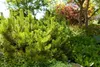 A close-up view of a dwarf pine tree in a garden setting, with other plants and trees in the background. Produktbild-Vorschau