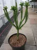 Cryptomeria japonica Dinger - chinesische Sicheltanne - Produktbild-Vorschau 1
