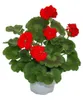 Vertikálny pelargónia – Pelargonium zonale – 12 cm kvetináč Náhľad obrázku produktu 2
