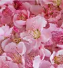 Yodeyma Sexy Rose + Eau de Parfum für Damen 15ml Produktbild-Vorschau 4