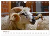 Schöne Schafe (Wandkalender 2027 DIN A4 quer), CALVENDO Produktbild-Vorschau 5