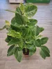Ficus elastica variegata Altissima im Korbübertopf – Produktbild-Vorschau 2