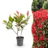 Green boutiQ - 16x Photinia fraseri Little Red Robin - Produktbild-Vorschau 1