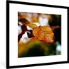 MuchoWow® Gerahmtes Poster Buche - Herbst - Laub 40x40 cm - Produktbild-Vorschau 1