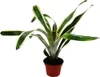 Mini zestaw bromeliad "Nature's Touch" - 4 rosliny o Podgląd zdjęcia produktu 5