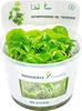 Vodní rostlina In-Vitro Plavín hydrophylla 'Taiwan' – Náhled obrázku produktu 1