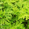 Bloomique - 3er Set - Pelargonium Graveolens - Produktbild-Vorschau 4