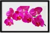 Bild 60x40 MDF-Rahmen Wandkunst Blumen Pflanzen Produktbild-Vorschau 1