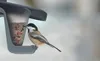 Vogelfutterstelle mit doppelter Kammer, Kunststoff, Produktbild-Vorschau 3