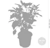 A silhouette of a potted hydrangea plant with size indicators. Produktbild-Vorschau