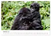 UGANDA - Berggorillas & Chimps (Wandkalender 2027 DIN A4 Produktbild-Vorschau 5