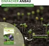 Phacelia Bienenfreund Samen 3 g - Phacelia tanacetifolia - Produktbild-Vorschau 6