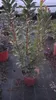 Jahodník 100-140 cm Arbutus unedo - jahodový keř - zimní Náhled obrázku produktu 1