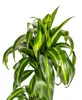 Drachenbaum Hawaiian Sunshine Ø19cm - ↕70 - 90cm Produktbild-Vorschau 2