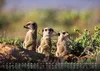 Erdmännchen - Kleine Wächter, große Abenteuer! - 2027 - Produktbild-Vorschau 3